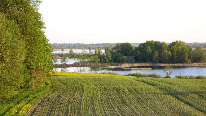 Uzarts lauks dīķa malā 