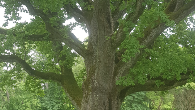 Mēru dižozol,s Latvija, 2024 gada koks