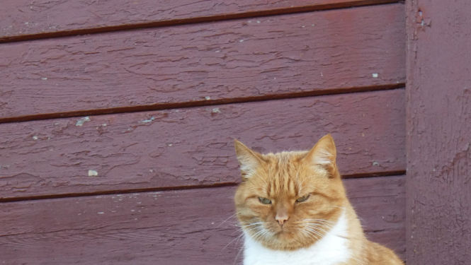 runcis sēž pie mājas sienas un dusmīgs skatās