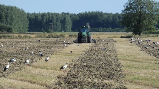 Traktora ar tītumu, arumā daudz stārķu