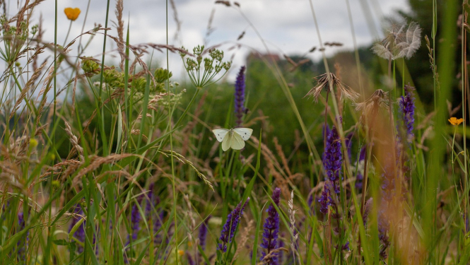 Bioloģiski vērtīga pļava