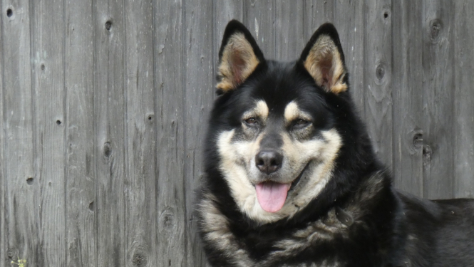 Melns un gaiši brūns suns atpūšas pie koka žoga, izbaudot saulainu dienu.  