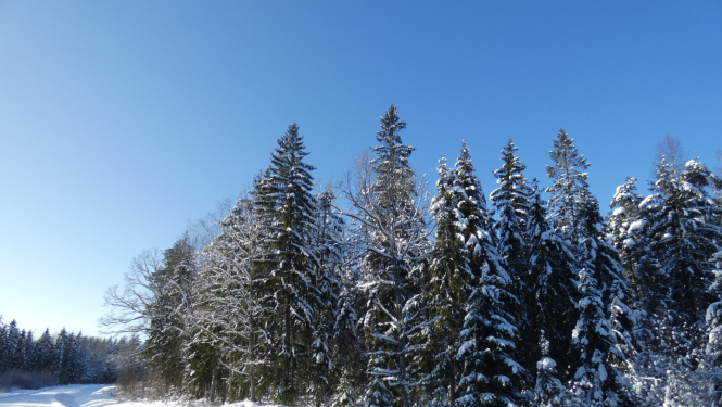 Piesnidzis ceļš un sila mala