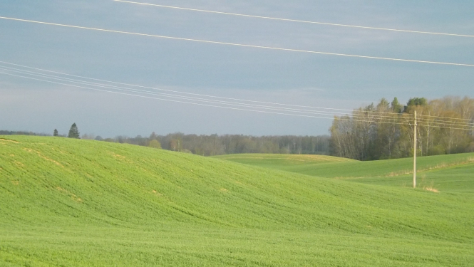 sazēluši ziemāji pavasarī Latvijas lauku ainavā viļņainos tīrumos
