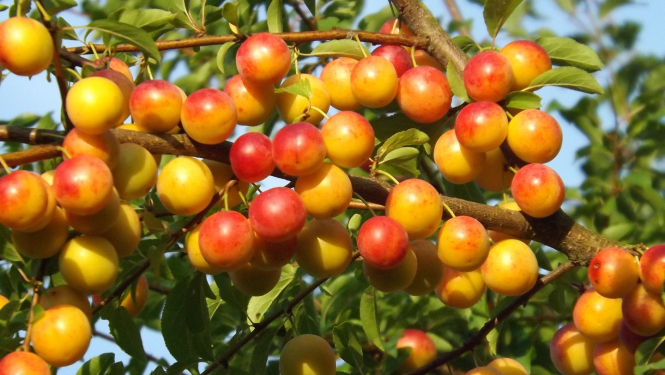 briestošas plūmes zaros