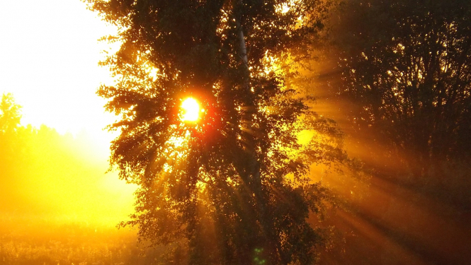 aiz kokiem spīd karsta saule vasaras vidū virs pļavas