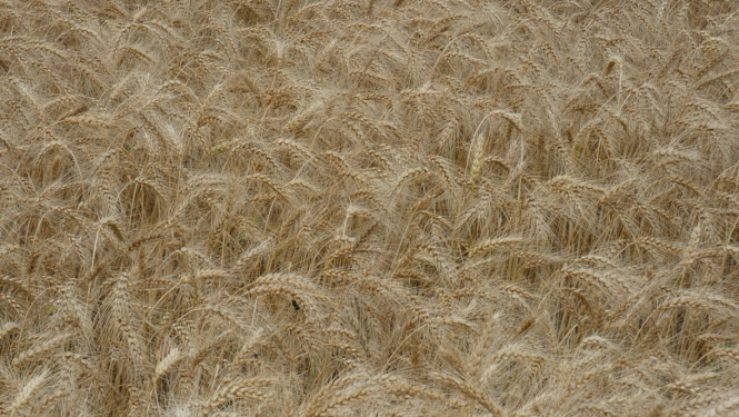 briestoša labības druva tuvplānā