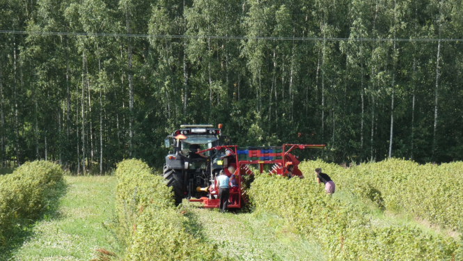 upeņu kombains novāc ražu upeņu laukā
