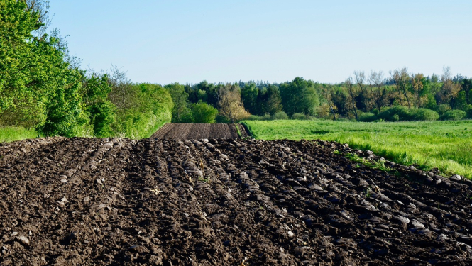 Uzarts lauks ar tumši brūnu augsni