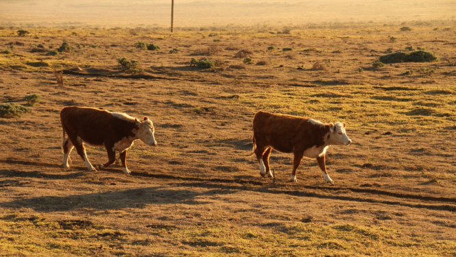 Govis izdegušā pļavā