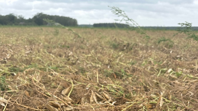 Negaisa izpostīts lauks