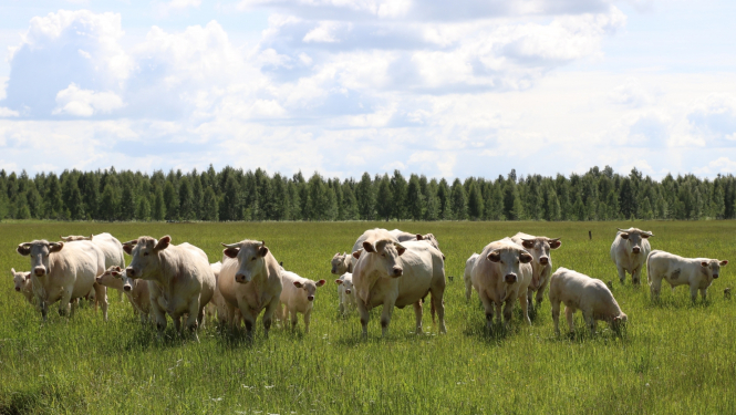 liellopi ganās pļavā vasaras vidū