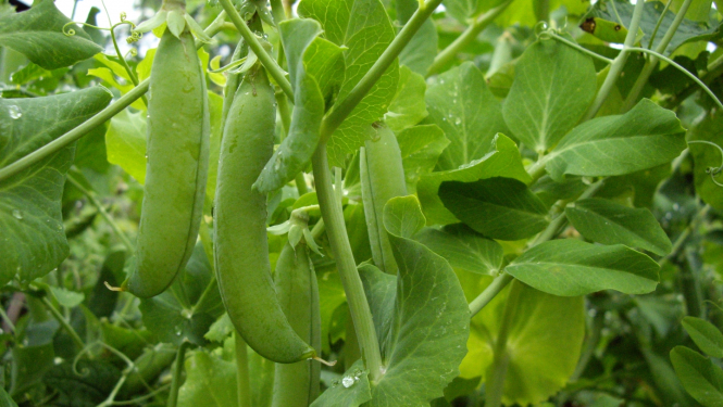 zalie zirnīši aug dārzā dobē