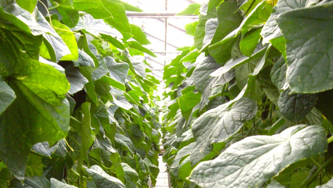 skats mūsdienīgā slitumnīcā gurķu audzēšanas sekcijā