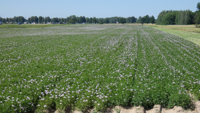Kartupeļi ziedos