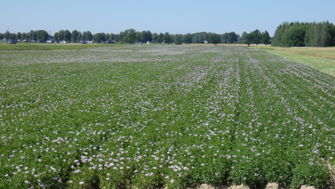 Kartupeļi zied