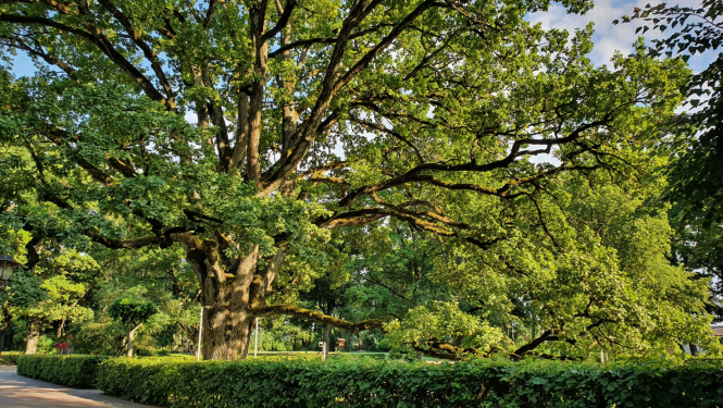 Aizkraukles novada Mazzalves pagasta dižozols. 