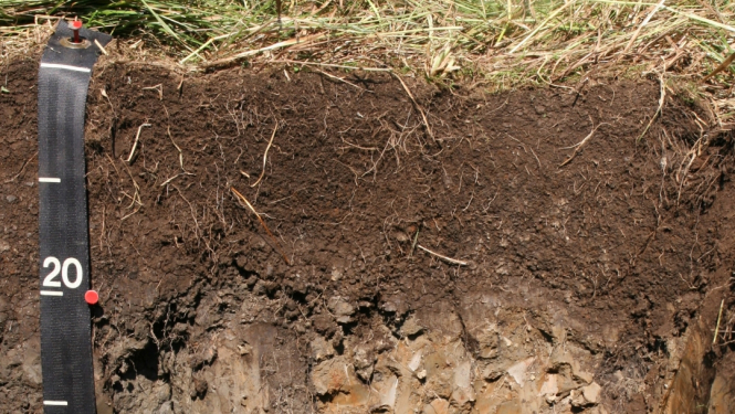 Dziļrakums kūdraugsnē