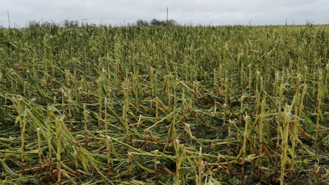 7. augusta negaisa postījumi - lielgraudu krusas un vētras nopostīts kukurūzas tīrums