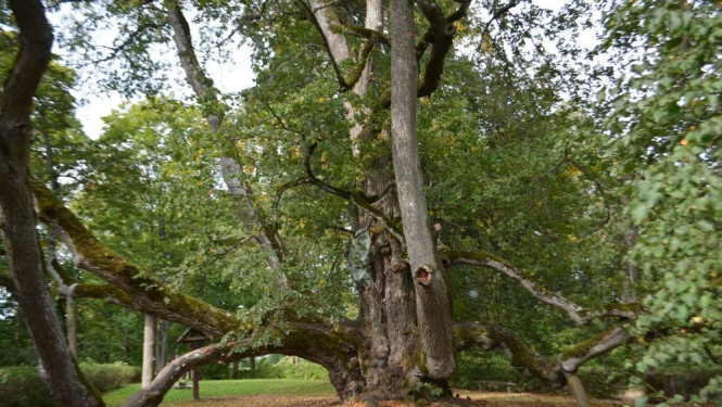 Valdemārpils (Sasmakas) Elku liepa