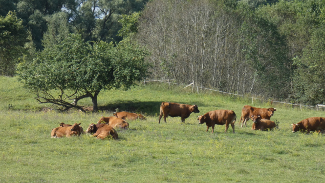 Latvijas brūnās gotiņas