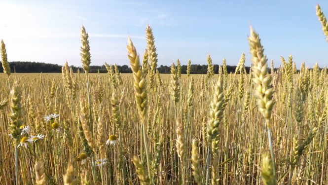 briestoša labības druva Latvijas laukos