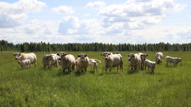 Gaļas liellopi ganībās