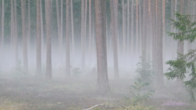 Mežs miglā