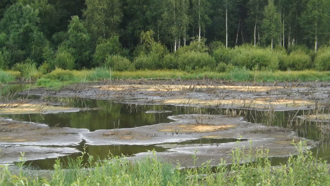 Mitrājs - ūdens lāma mežmalas pļavā 