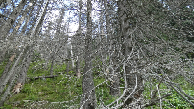 Nokaltušas egles, astoņzobu mizgrauzis