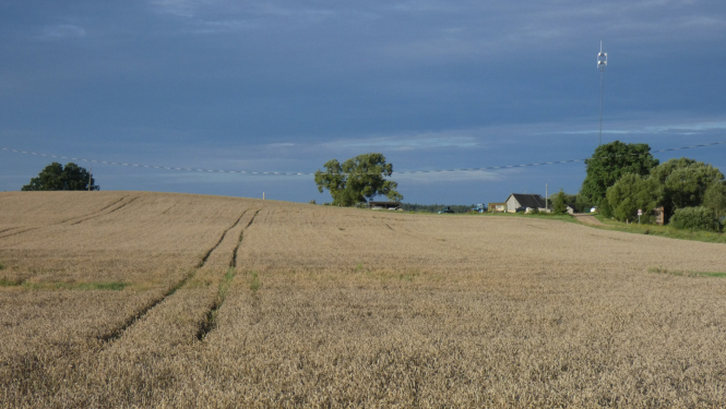 Nogatavojies kviešu lauks ar traktora sliedēm, fonā redzamas lauku mājas, koki un elektrības līnija zem tumšām debesīm.