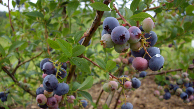 Krūmmellenes, stādījums