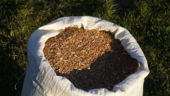 Liels balts maiss ar graudiem