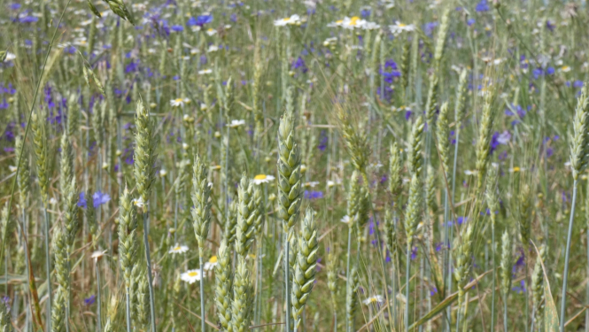 briestoša labības druva tuvplānā