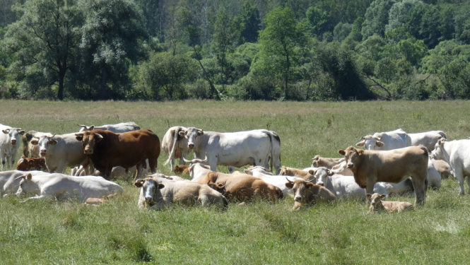 Pļava ar govju ganāpulku