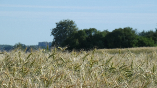 briestošas labības lauks karstā vasaras dienā, fonā koku puduris