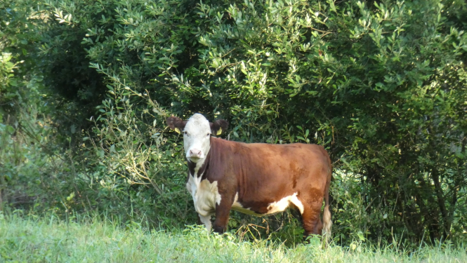 Meža malā stāv brūni balta govs