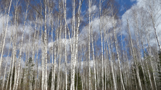 bērzu birztala pavasarī