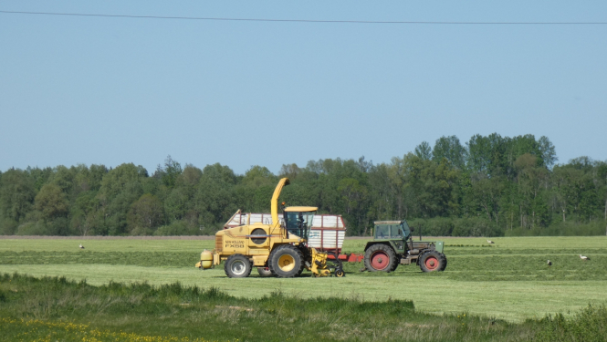 lopbarības kombains sagatvo vasarā pļavā lopbarību ziemai, smalcinot to un iekraujot traktora piekabē