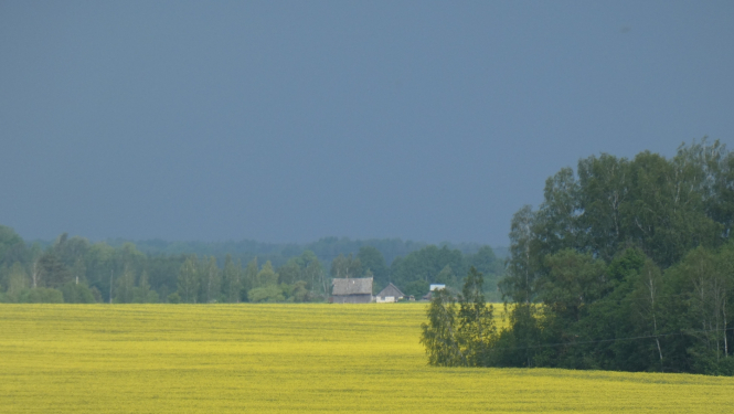 ziedošs rapsis vasaras sākumā Sēlijas tīrumos