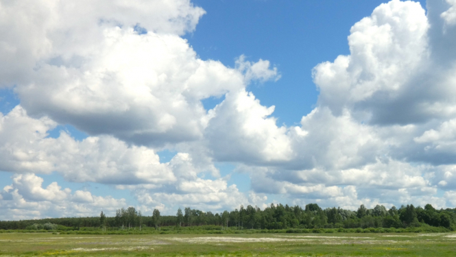 ziedoša pļava vasaras vidū