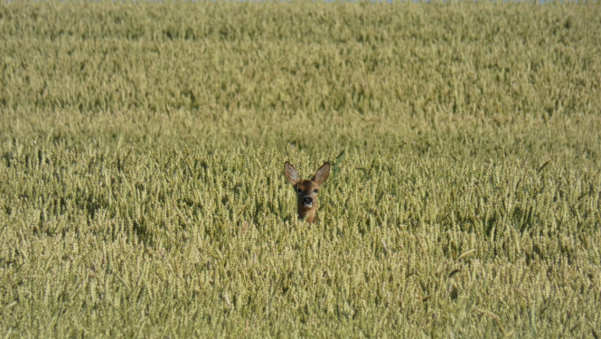stirna labības laukā, ārā no labības redzama tikai stirnas galva