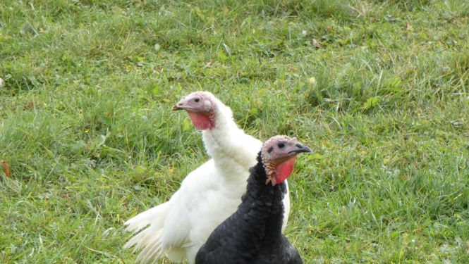 divi tītari - melns un balts - pastaigājas