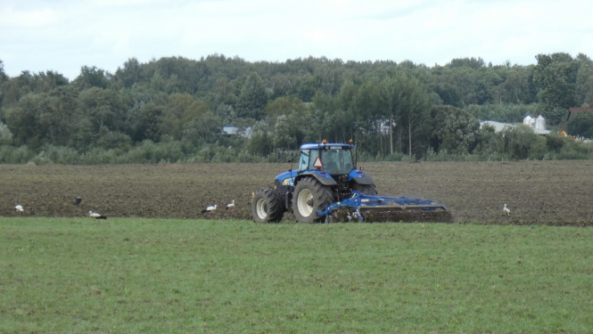traktors pavasarī ar tīrumu, aiz arkla iet baltie stārķi, meklējot barībai grauzējus un abiniekus