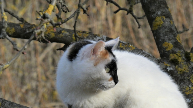 balta kaķene ar raibu purniņu tup ābeles zarā
