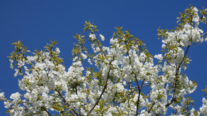 ziedošs saldais ķirsis