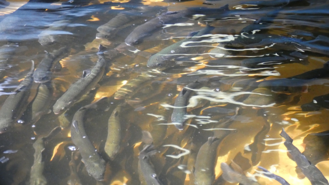 Zivtiņas audzētavā