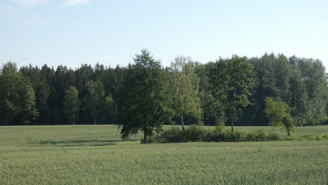 labības druva vasaras vidū