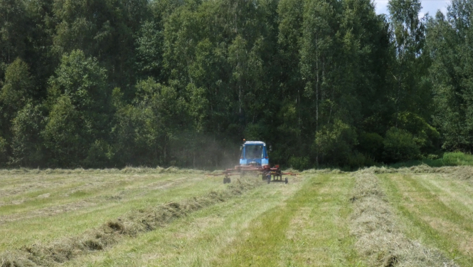 traktors brauc pa pļavu un apvērš lopbarības siena vālus tā žāvēšanai