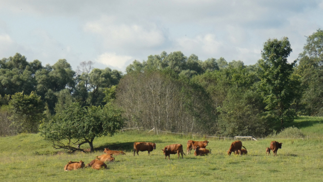 govju ganāmpulks vasarā pļavā mežmalā